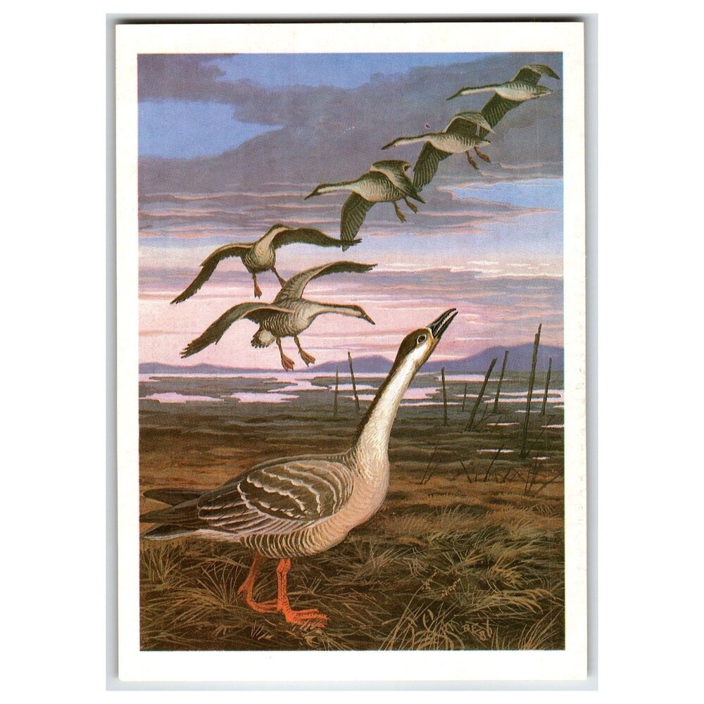 1987 Russian Swan Geese Postcard by V.G. Egorov - Wildlife Art